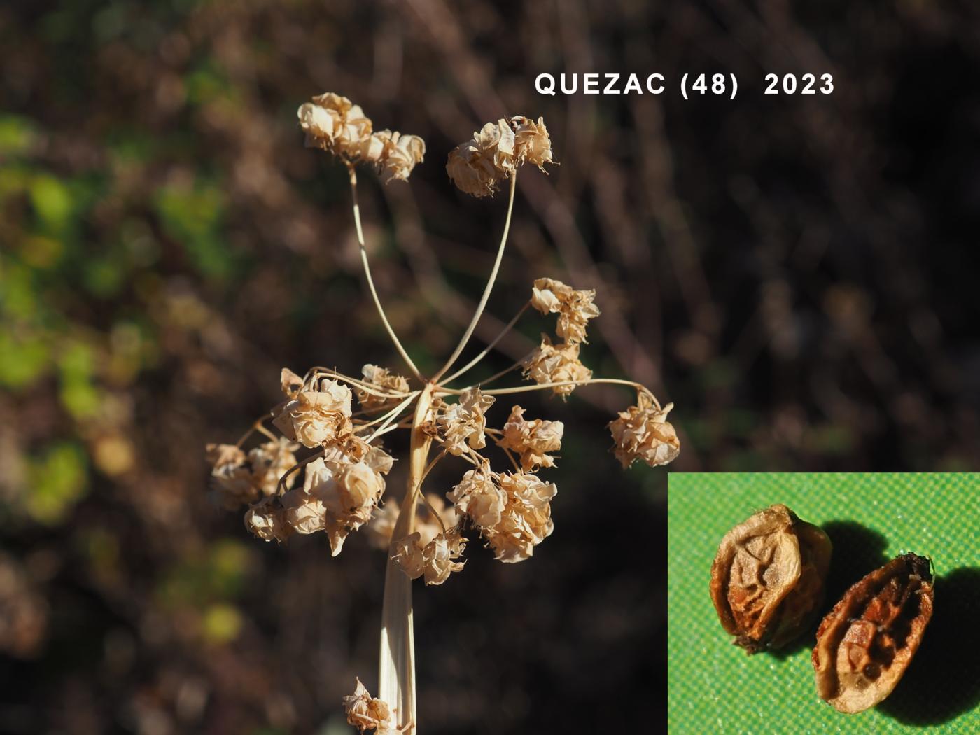 Spurge, Sickle fruit